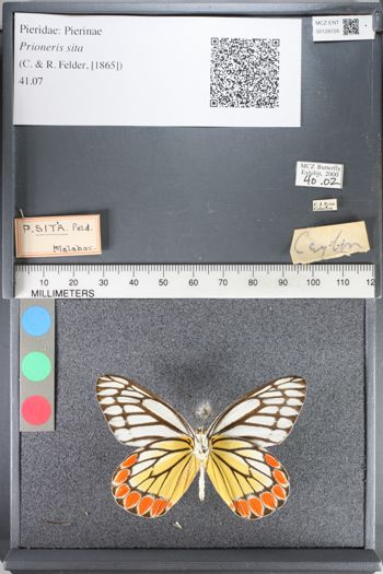 Media type: image;   Entomology 128728